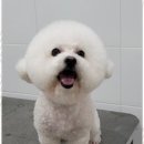 멍멍친구 애견샵 이미지