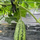 원순농장 이미지