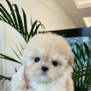 광산구-045 | 2026 광주강아지분양 전남반려견분양전문 아이러브독광주점💗