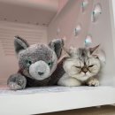 무릎 위의 고양이 무냥 이미지