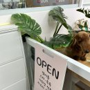 무아몽 해운대 강아지 애견미용 | 해운대 애견 미용 목욕 맞춤케어로 섬세한 무아몽