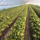 진공농장 이미지