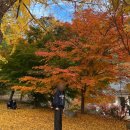 구미남고앞 | 구미수다사 은행나무 | 구미단풍 은행나무 명소 수다사 절정시기 추천 및 11월 실시간 현황