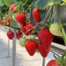 다혜축사 이미지