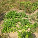 안성농장 이미지