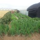 구산동 강아지 이미지