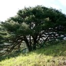 삼대전가