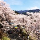 벚꽃길민박 이미지