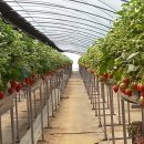 검은들농장 이미지