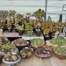 부영다육농장 이미지