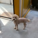 까끼애견미용 이미지