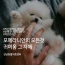 강남동물의료센터 이미지