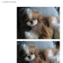 개이쁘다 Daum카페