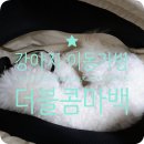 쥬콤마