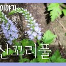 [국립수목원 우리꽃 이야기. 86] 부산꼬리풀 이미지