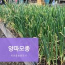 흥농종묘사 이미지