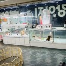 애견갤러리강아지분양애견샵