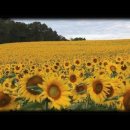Henry Mancini, Love Theme from Sunflower 이미지