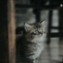 풍동동물병원