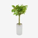 식물로부터 이미지