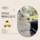 동물택시 | 카카오 펫택시 이용 후기!