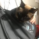 야옹아 멍멍해봐(초전점) 이미지