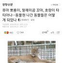 퓨마 뽀롱이, 말레이곰 꼬마, 호랑이 타티아나···동물원 나간 동물들은 어떻게 되었나 이미지