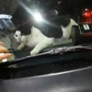 광성자동차 이미지