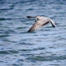 청마루감자탕.등뼈찜 이미지