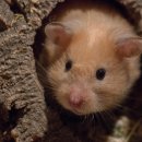 고려동물병원 미용실 이미지