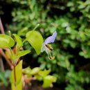 궁내초 앞 이미지