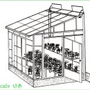 한국춘란(韓國春蘭)의 여름철의 초기 관리 01/온도와 통풍(월계난255) 이미지