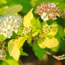 국수나무 이미지