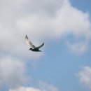 자유-희망 이미지