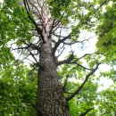 명품소나무길 이미지