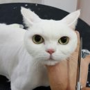 늘 예쁘개 이미지