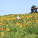 매일식당 이미지