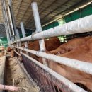 옥산리목장 | 사람들의 용인관광 한우 랜드 소의 진화를 읽다