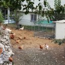 청아농장 이미지