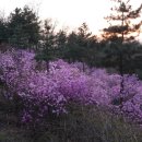 진달래산천 이미지