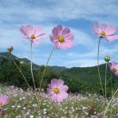 코스모스 이미지