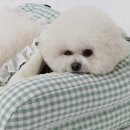 꼼지락 강아지 | 꼼지락펫 강아지 소파 침대! 실사용 후기