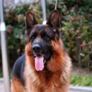 요세라코리아 이미지