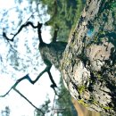 나무와 꽃이 다름을(AND 36)-경주 배리삼릉 소나무 숲 이미지