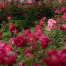 1-6호 공원 이미지