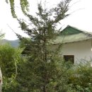 행복을주는나무 이미지