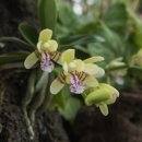 아라민박 이미지