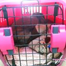 장우진동물병원 이미지