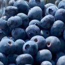 김호중농장 이미지