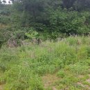 사미정민박 이미지